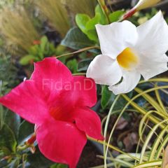 Mandevilla Çiçeği Beyaz 30-40 cm, Saksılı