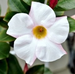 Mandevilla Çiçeği Beyaz 30-40 cm, Saksılı