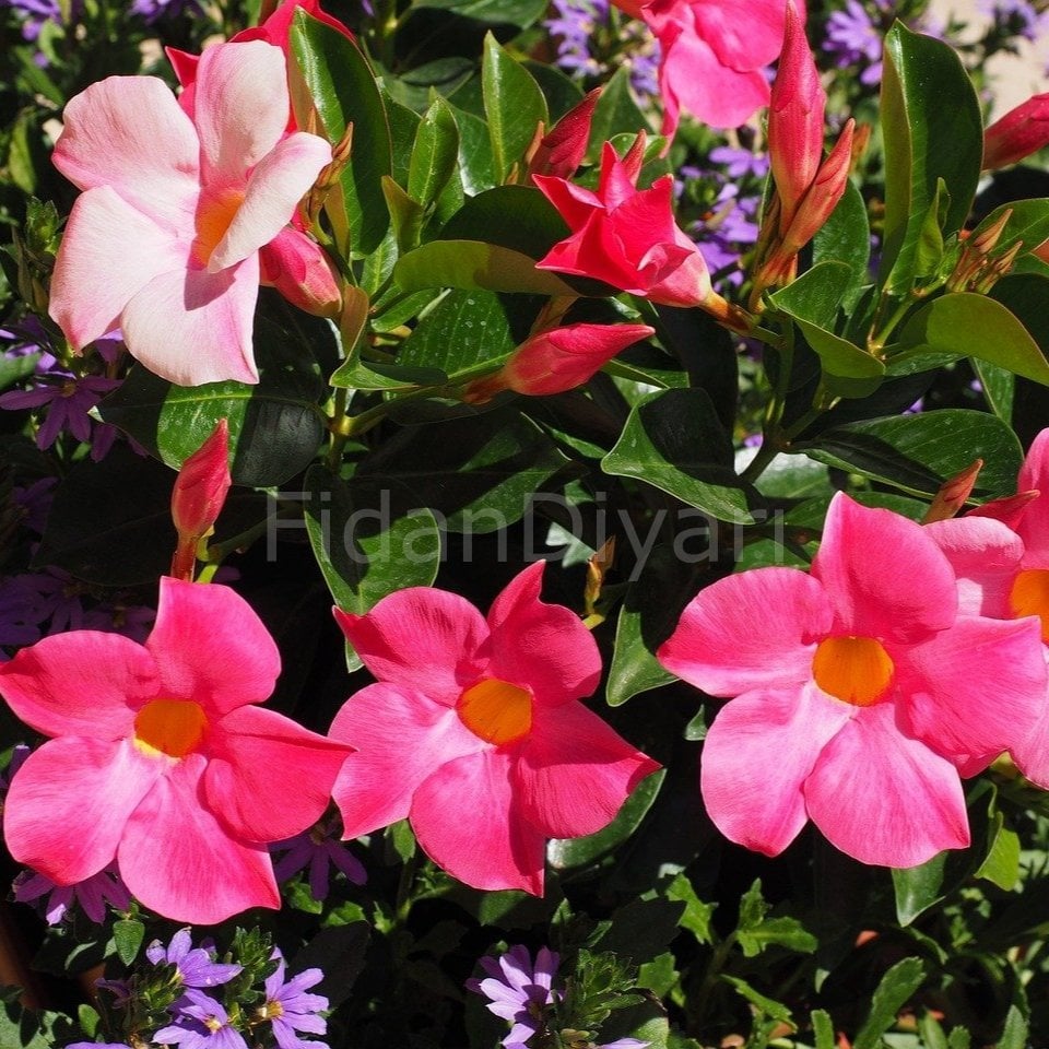 Mandevilla Çiçeği Pembe 30-40 cm, Saksılı
