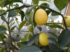 Süs Limonu Üzeri Meyveli, 50-100 cm Tüplü/Saksılı