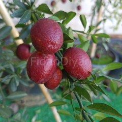 Avustralya Kırmızı Limon (Blood Lime) Fidanı 100 cm+, 3-4 Yaş, Tüplü/Saksılı