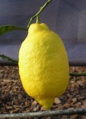 Enterdonat Limon Fidanı 150 cm+ Tüplü/Saksılı
