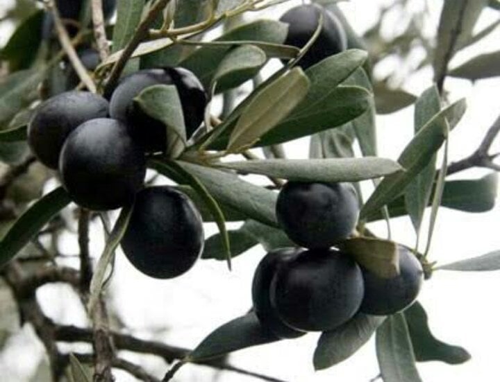 Gemlik (Trilye) Zeytin Fidanı 120-150 cm, Tüplü/Saksılı