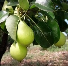 Limon Armut Fidanı 80-120 cm, Tüplü/Saksılı