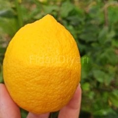 Yediveren Limon Fidanı 100 cm+, 2-3 Yaş, Tüplü/Saksılı