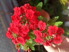 Ağaç Minesi Çiçeği Kırmızı Çicekli, Tüplü/Saksılı