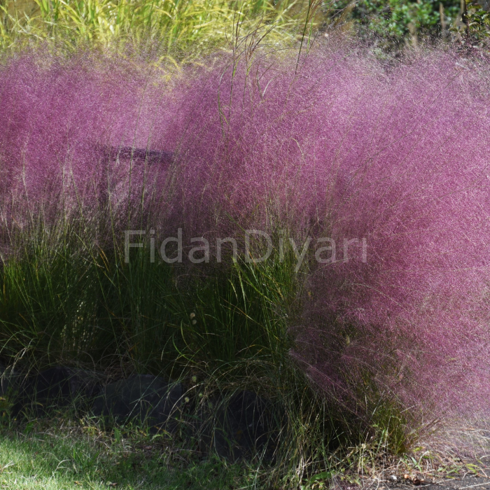 Pembe Pamuk Şekeri Çimi, MUHLENBERGIA CAPILLARIS, Saksıda