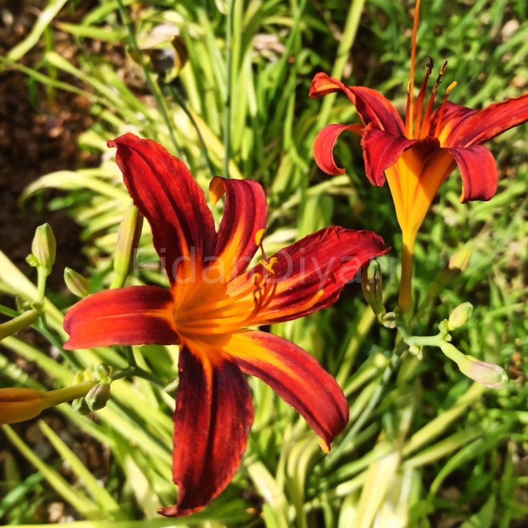 Hemerocallis Fulva Güngüzeli Fidesi