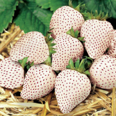 Beyaz Çilek (Pineberry) Fidesi, Saksılı