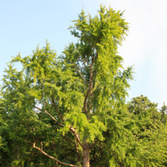 Mabet Ağacı Ginkgo Biloba Fidanı, 20-30 cm, Saksılı