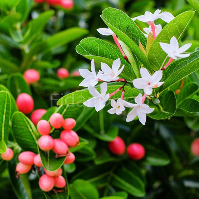 Natal Erik Carissa Macrocarpa Fidanı, Saksılı