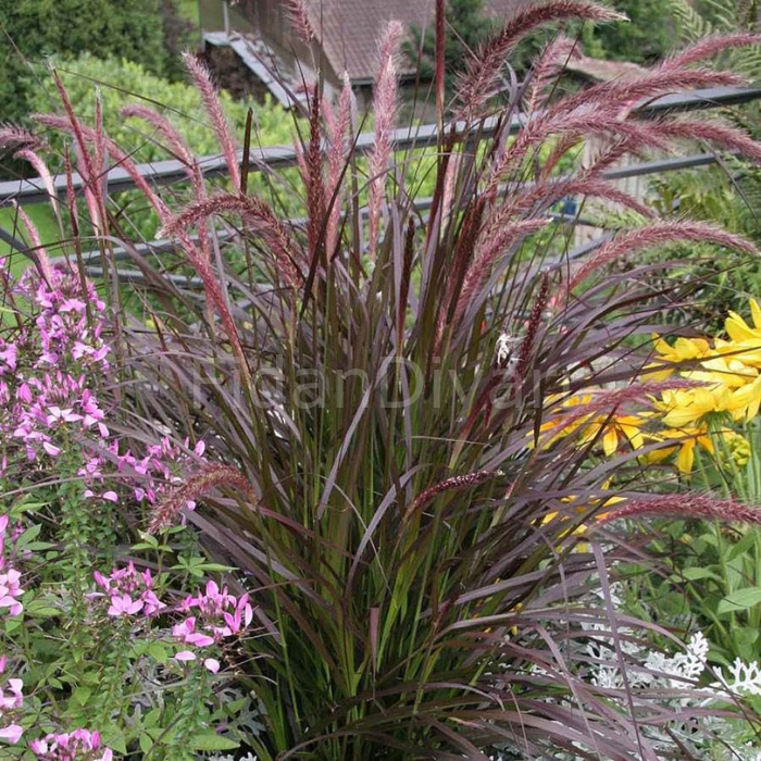 Penisetum Çalısı (Pennisetum Setacum Rubrum), Saksılı