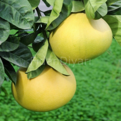 Citrus Maxima Şadok Pomelo Ağaç Kavunu Fidanı, 3 Yaş, Saksılı