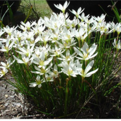 Beyaz Zıpçıktı, (Zephyranthes candida)