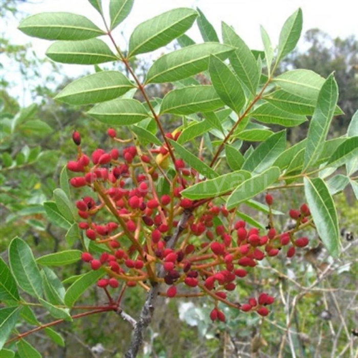 Pistacia Terebinthus Menengiç (Çitlembik), 10-20 cm, Saksıda