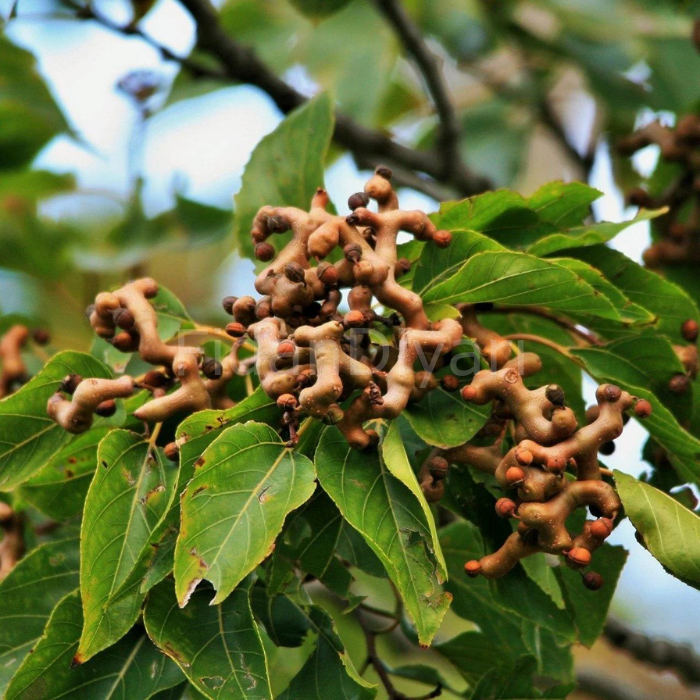 Japon Kuru Üzüm Ağacı Hovenia dulcis, 15-20 cm, Saksılı