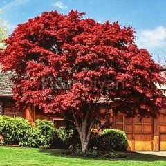 Kırmızı Yapraklı Japon Akça Ağacı, 35-40 cm, Tüplü/Saksılı