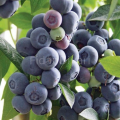 Brigitta Yaban Mersini Blueberry, 40-50 cm, Tüplü/Saksılı