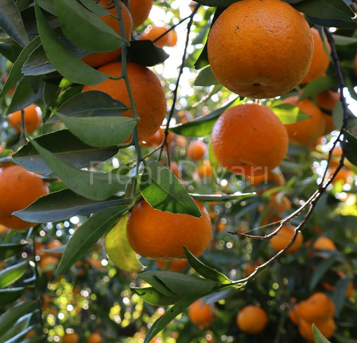 Bodrum Mandalina Fidanı 2-3 yaş,Tüplü/Saksılı