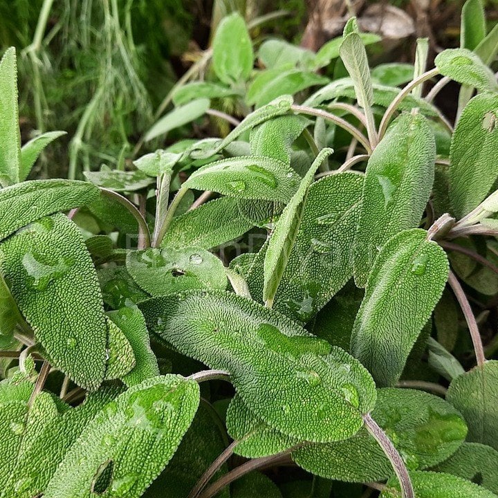 Adaçayı Bitkisi, Tüplü/Saksılı