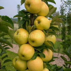 Super Golden Delicious Elma Fidanı 80-120 cm, Tüplü/Saksılı