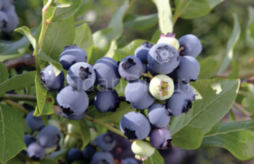 Yaban Mersini-Blueberry Fidanı Likapa, 20-30 cm Saksılı