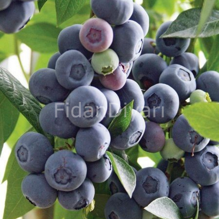 Brigitta Yaban Mersini Blueberry, 20-30 cm, Tüplü/Saksılı