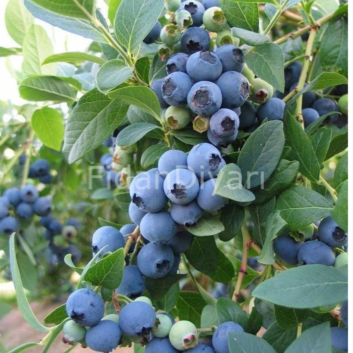 Duke Yaban Mersini Blueberry, 20-30 cm, Tüplü/Saksılı