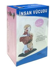 İNSAN VÜCUDU (Küçük Boy, 27 cm.)