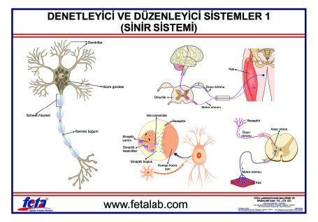 DENETLEYİCİ VE DÜZENLEYİCİ SİSTEM LEVHASI  (SİNİR SİSTEM)İ''