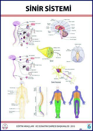 Sinir Sistemi Eğitim Levhası (70X100 cm)