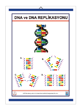 DNA VE DNA REPLİKASYONU LEVHASI