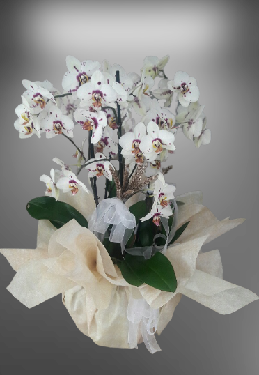 4 Dal dalmaçyalı Orkide -9