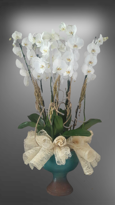 6 Dal Beyaz Orkide-15