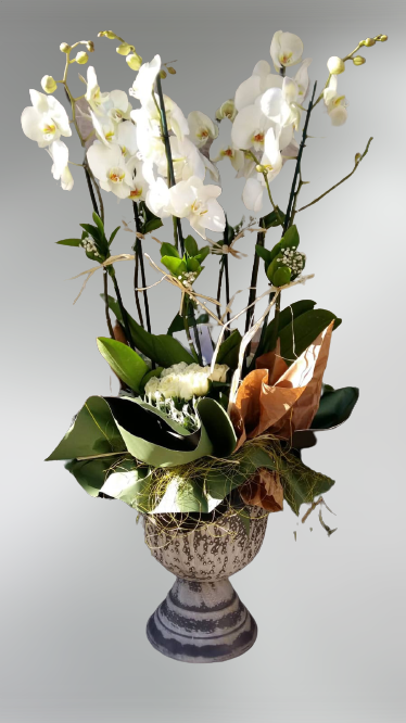 6 Dal beyaz orkide -24