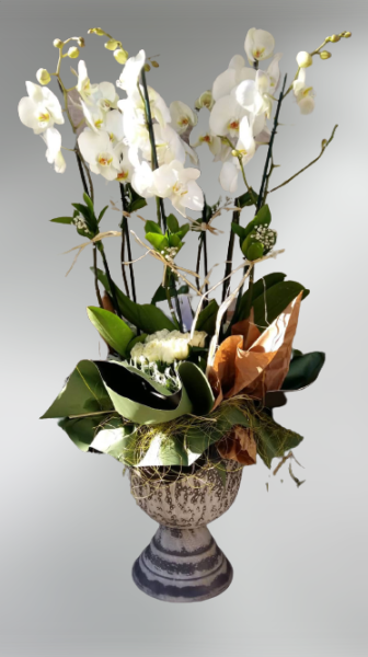 6 Dal beyaz orkide -24