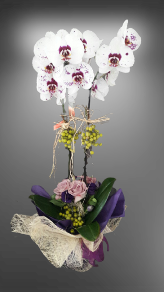 Dalmaçyalı Beyaz Orkide-29