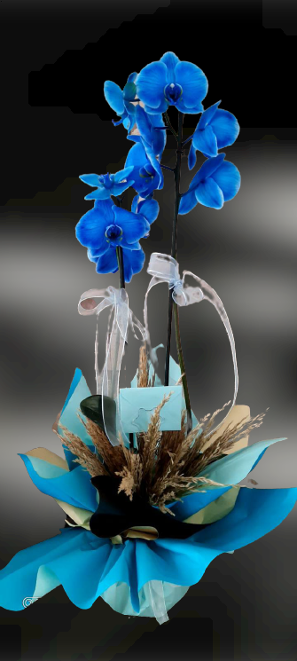 Mavi Orkide -40