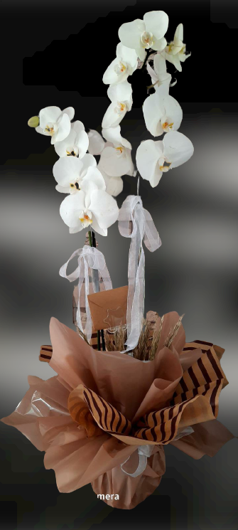 Beyaz orkide -42