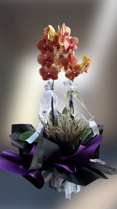 Turuncu orkide-43