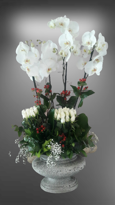 4 Dal beyaz orkide-57