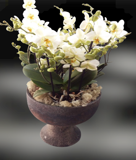Beyaz Mini Özel Orkide -67
