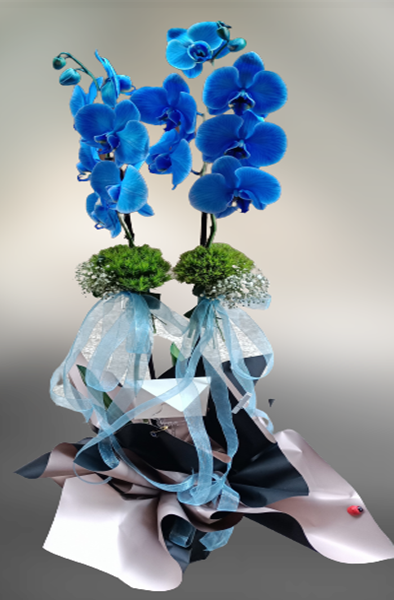 Mavi orkide -103
