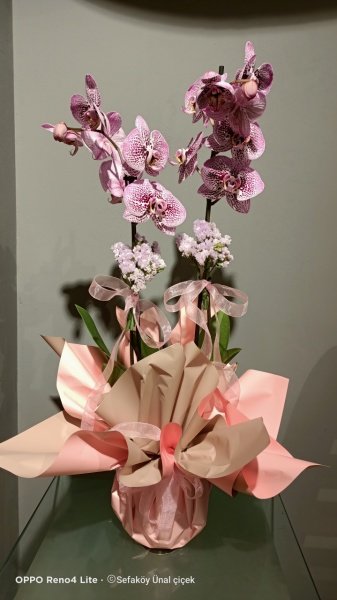 Mor Benekli orkide-120