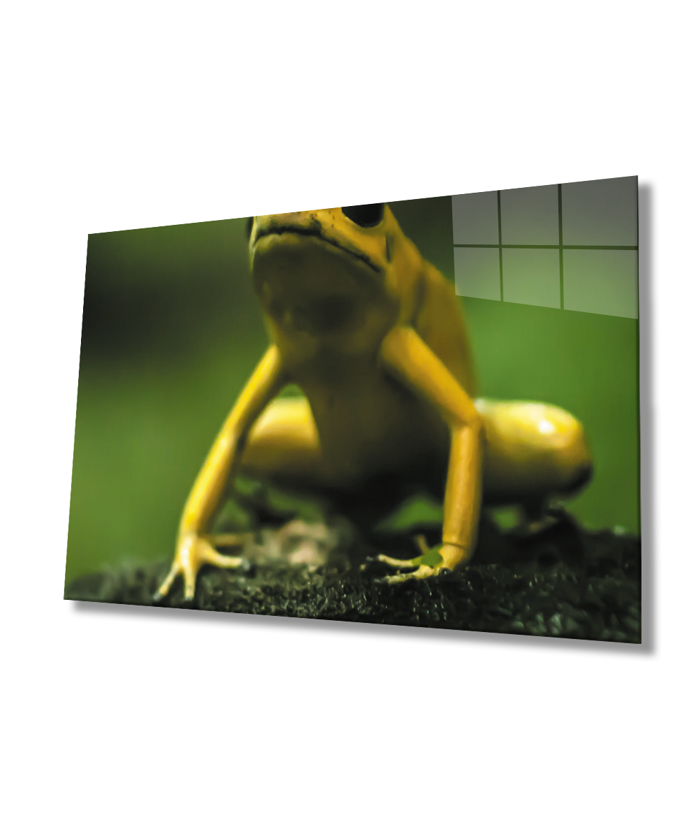 Yeşil Sarı Kurbağa Cam Tablo  4mm Dayanıklı Temperli Cam Yellow Green Frog Glass Wall Art