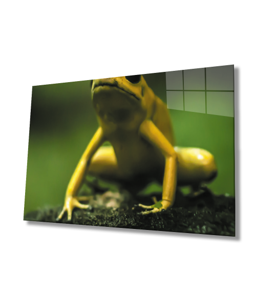 Yeşil Sarı Kurbağa Cam Tablo  4mm Dayanıklı Temperli Cam Yellow Green Frog Glass Wall Art