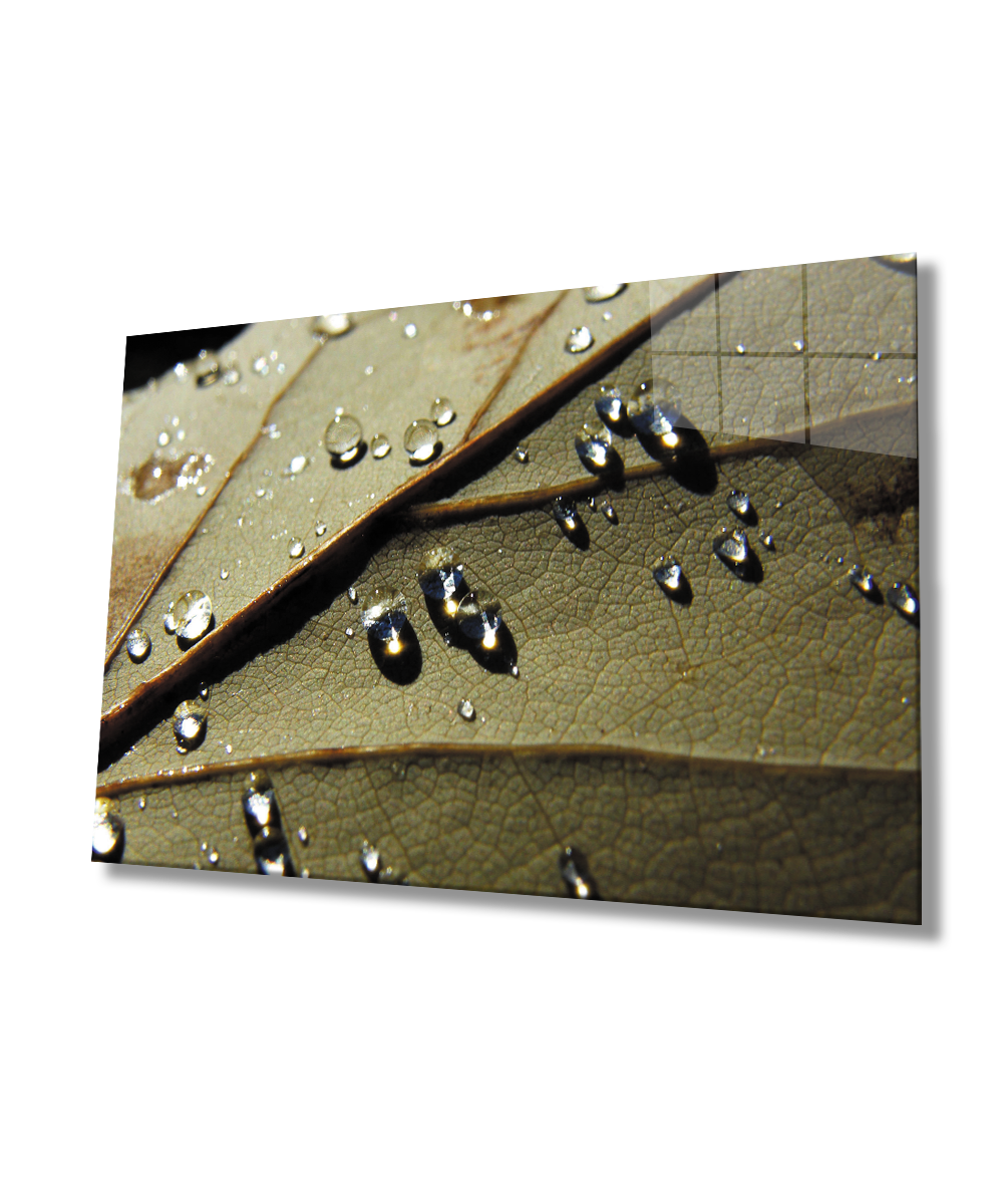 Su Damlaları Yaprak Cam Tablo  4mm Dayanıklı Temperli Cam  Water Drops Leaf Glass Wall Art