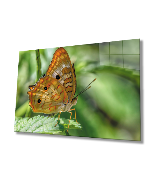 Kelebek Yeşil Cam Tablo  4mm Dayanıklı Temperli Cam  Butterfly Green Glass Wall Art