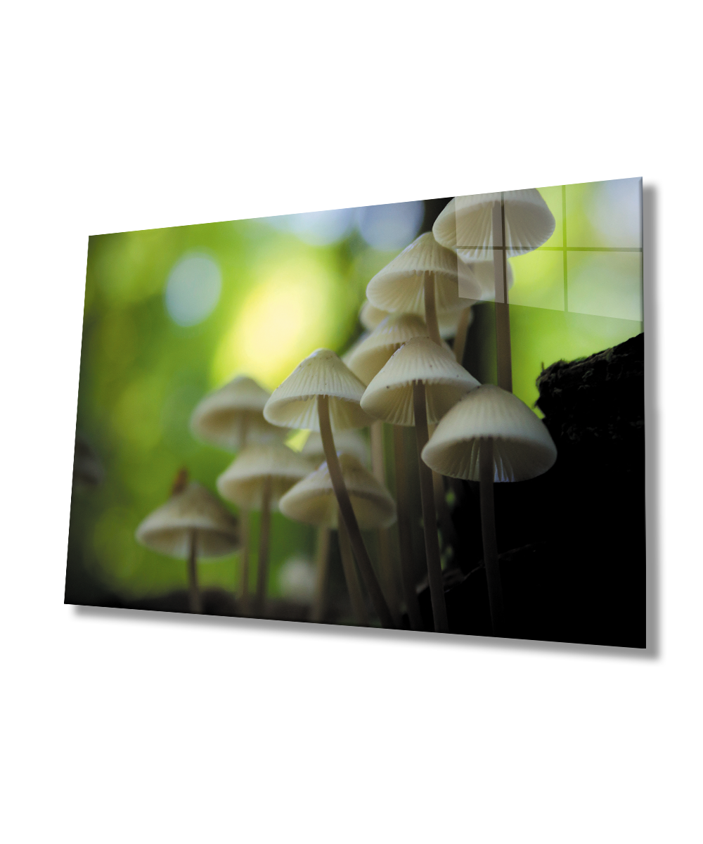 Mantar Bitki Yeşil Cam Tablo  4mm Dayanıklı Temperli Cam Mushroom Plant Green Glass Wall Art
