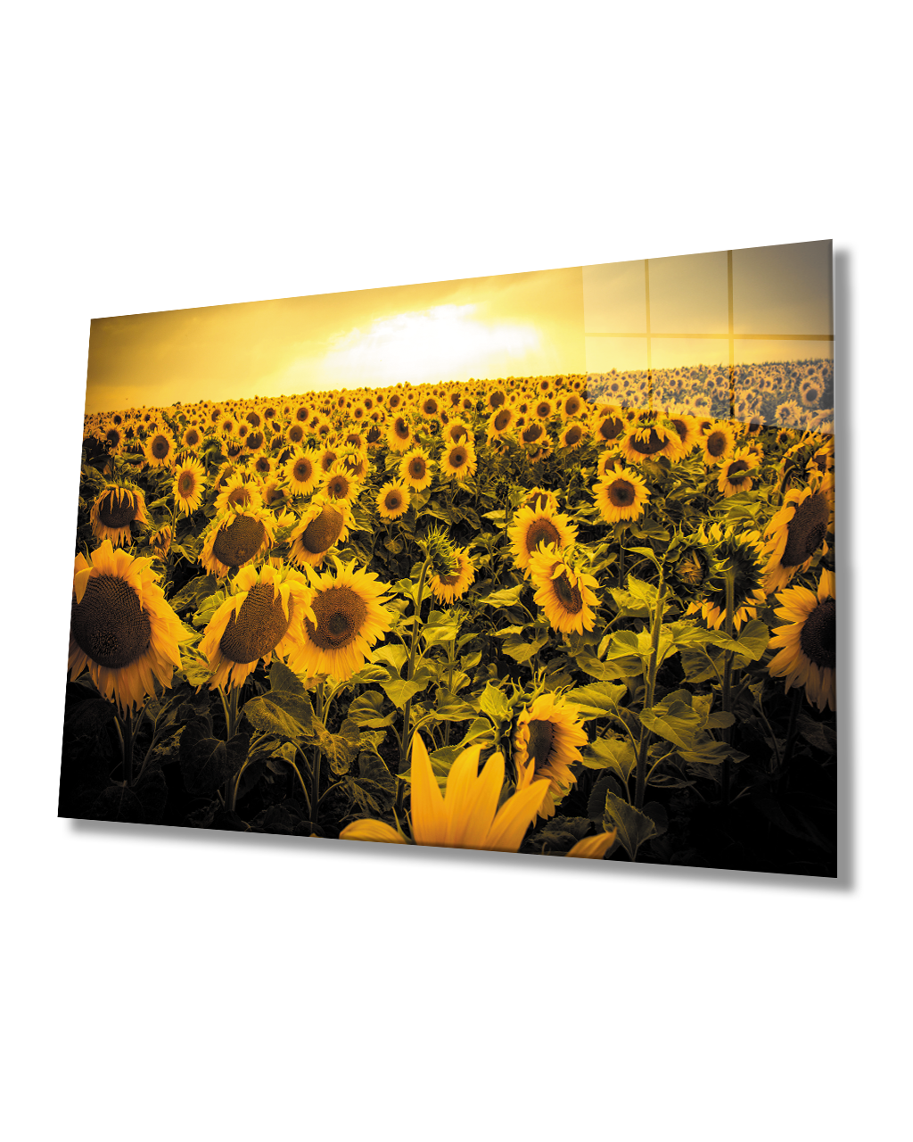Gün Batımı Manzarası Ayçiçeği Tarlası Sarı Cam Tablo  4mm Dayanıklı Temperli Cam Sunset Landscape Sunflower Field Yellow Glass Table 4mm Durable Tempered Glass